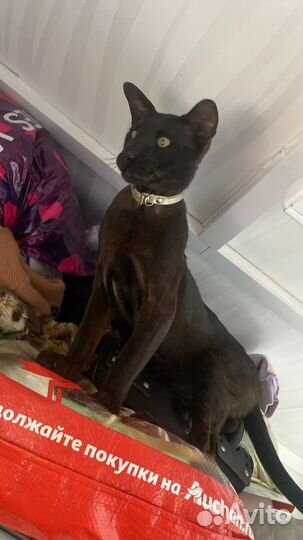 Ориентальный кот вязка