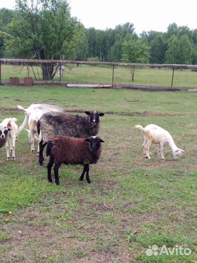 Овцы, бараны, козы