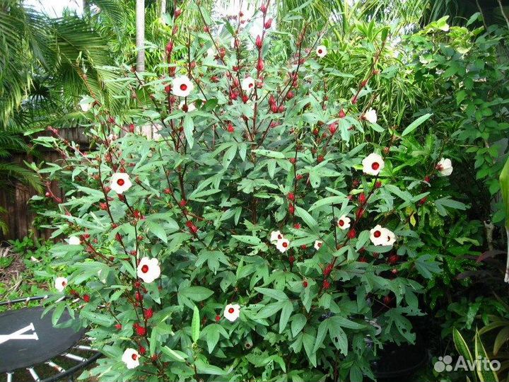 Гибискус разные сорта, семена