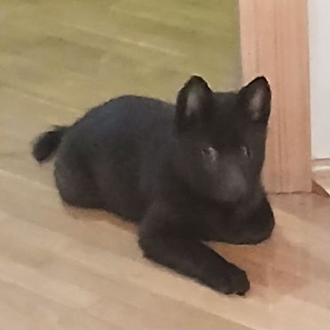 Схипперке, щенок