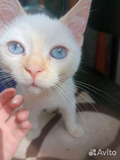 Котята мемные