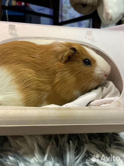 Морские свинки вязка