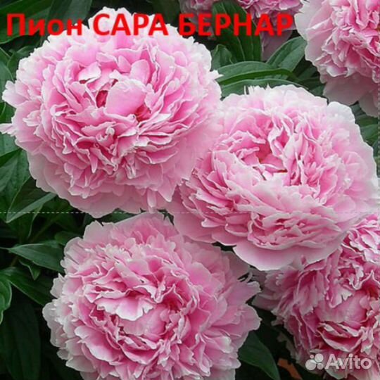 Пион Сара Бернар