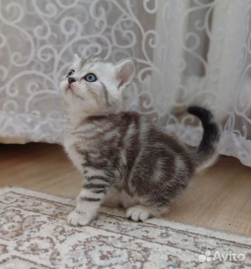Британские котята