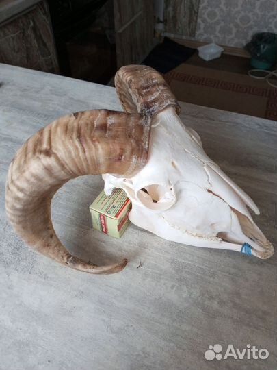 Череп барана