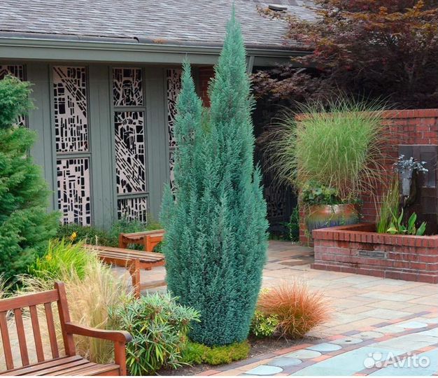 Можжевельник блю эрроу