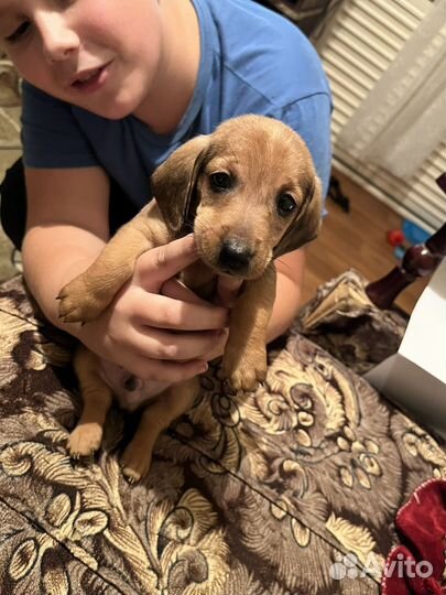 Щенки таксы