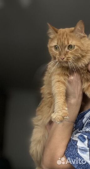 Кошка в дар бесплатно