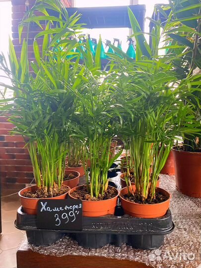 Комнатные растения в аассортименте