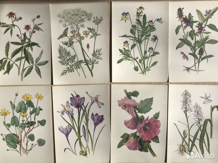 Ботаническая иллюстрация