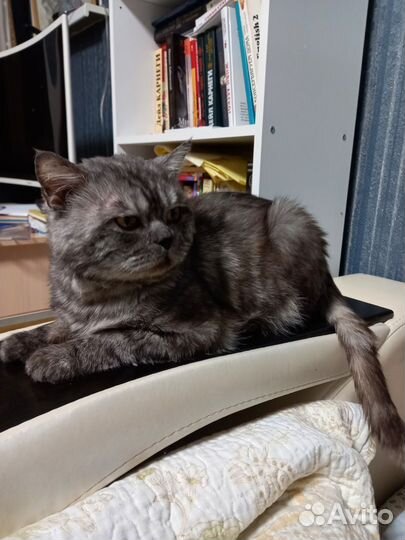 Шотландская кошка в дар