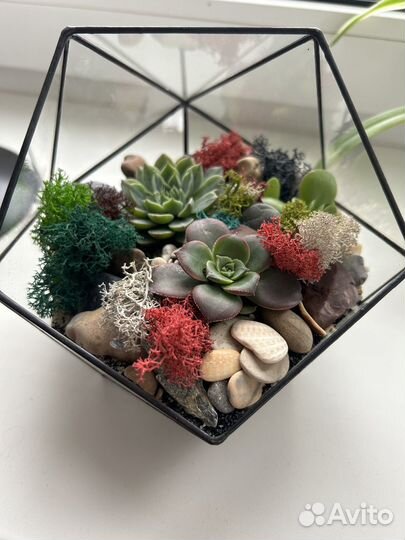 Флорариум суккуленты