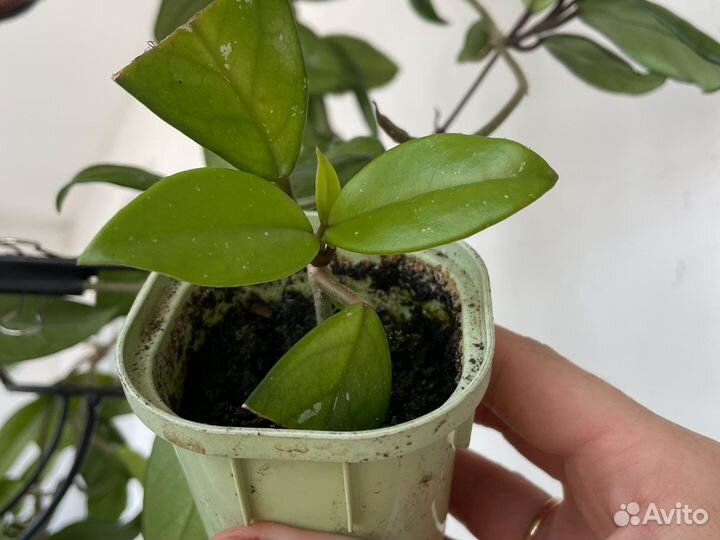 Хойя карноза