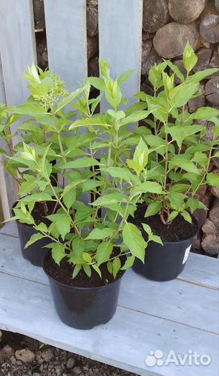 Европа Гортения Pixio C3