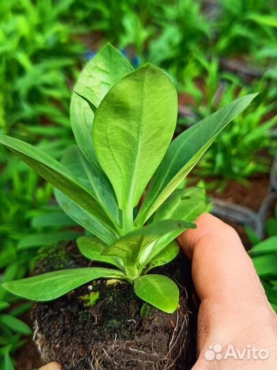 Эустома рассада