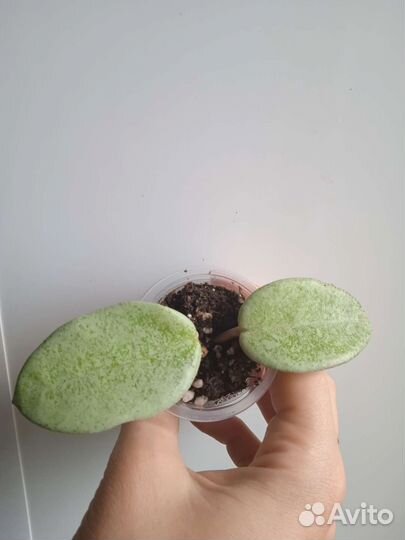 Хойя Nova Ghost'