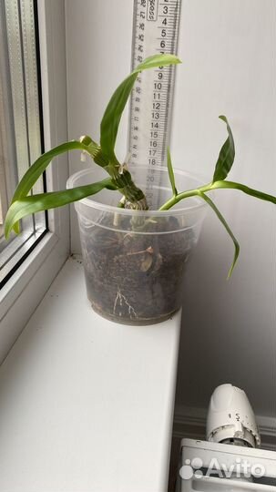 Орхидея дендробиум белая