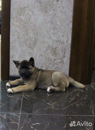 Американская акита.Красивые щенки