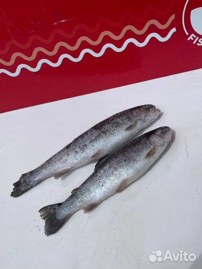 Форель радужная 200-500гр