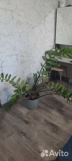 Цветок долларовое дерево(замилиокулькас)