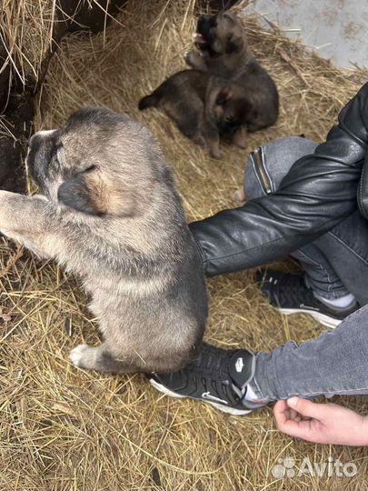 Щенки в добрые руки