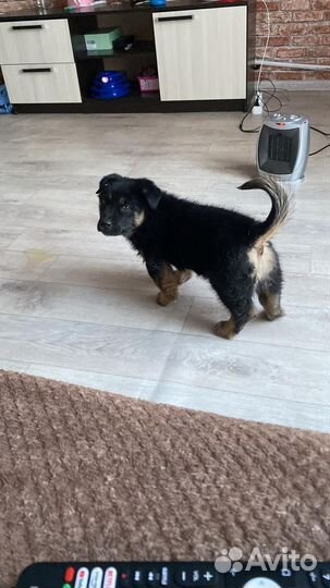 Немецкая овчарка в добрые руки