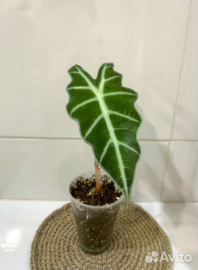 Ароидные комнатные растения