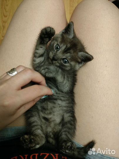 Шотландская кошечка