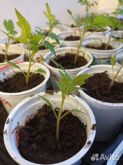 Рассада низкорослых помидор. Сорт томатов челнок