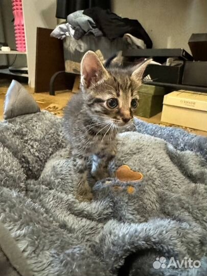 Котята в добрые руки даром