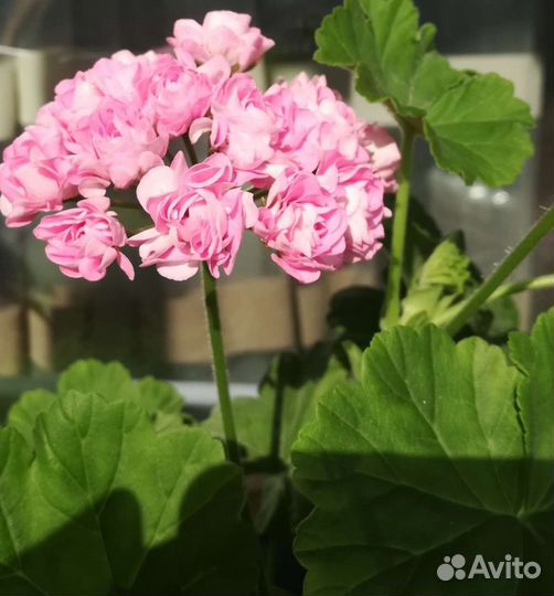 Герань пеларгония розебудная