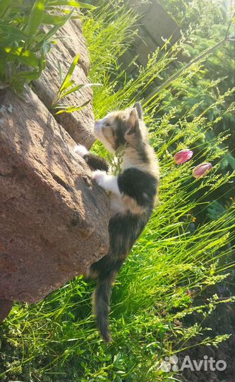 Котёнок 3 месяца