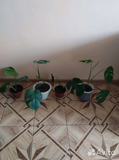 Цветы комнатные