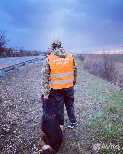 Дрессировка собак, кинолог