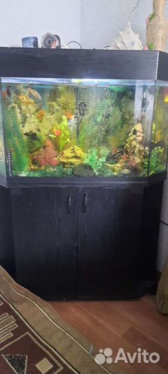 Аквариум