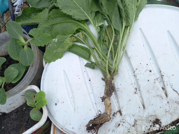 Хрен столовый. большие корни и рассада