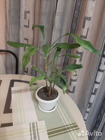 Драцена или обмен Спатифиллум,Замиокулькас Зензи