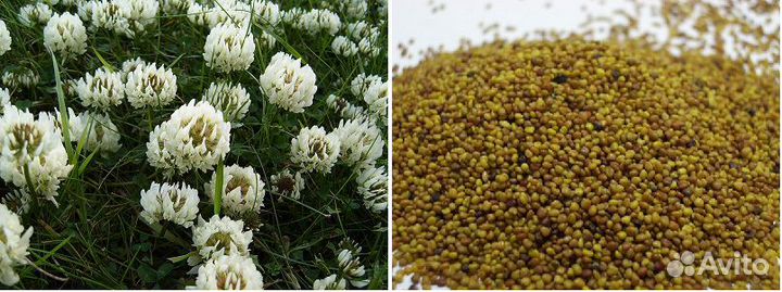 Клевер белый Ривендел, мятлик, многолетние травы