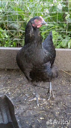 Курочки-молодки