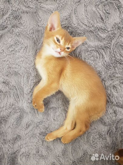 Абиссинские котята