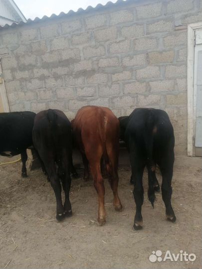 Бычки на откорм