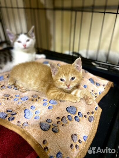 Котёнок из приюта в дар