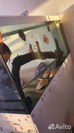 Коряга мангровая