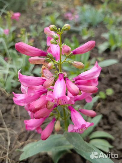 Пенстимон розовый