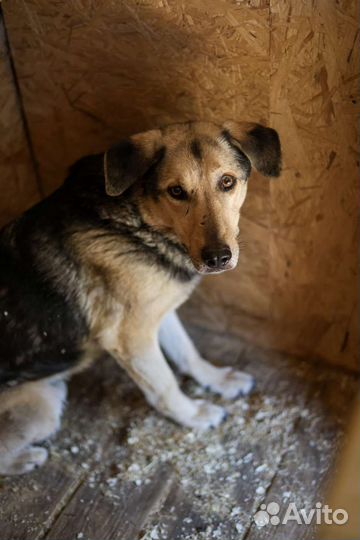 Ларс 10 лет живёт в приюте