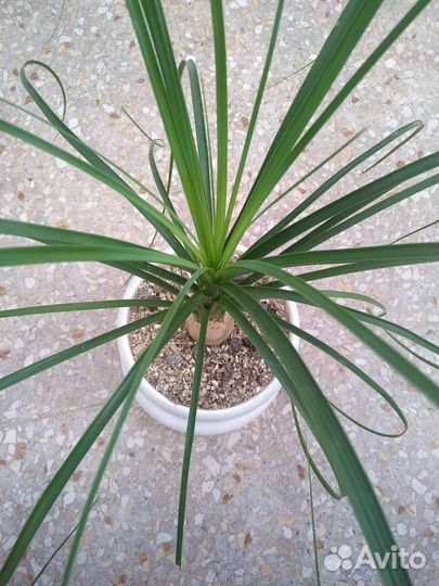 Бокарнея или Нолина