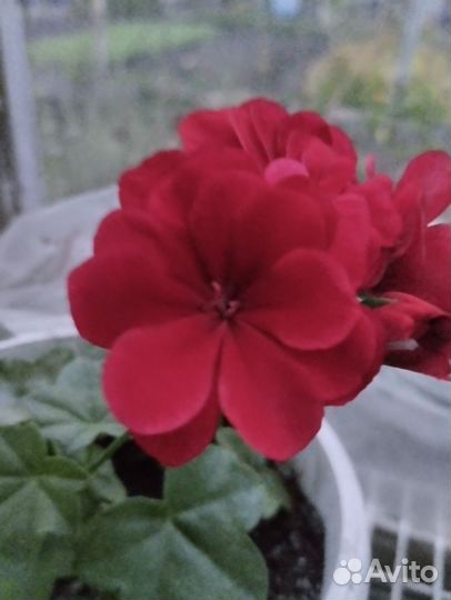 Пеларгония герань плющелистная