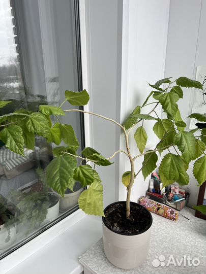 Китайская роза