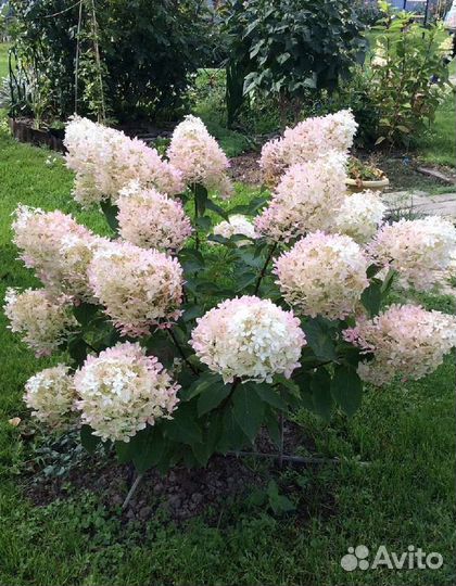 Гортензия саженцы Фантом, Лаймлайт, Пикачу