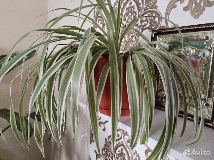 Хлорофитум